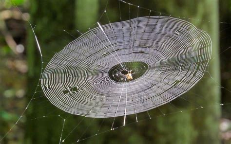 擺法 家裡有蜘蛛網